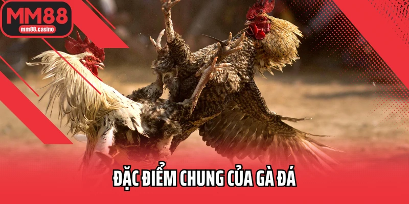 Đặc điểm chung của gà đá Đặc điểm chung của gà đá
