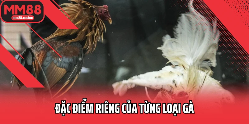 Đặc điểm riêng của từng loại gà Đặc điểm riêng của từng loại gà
