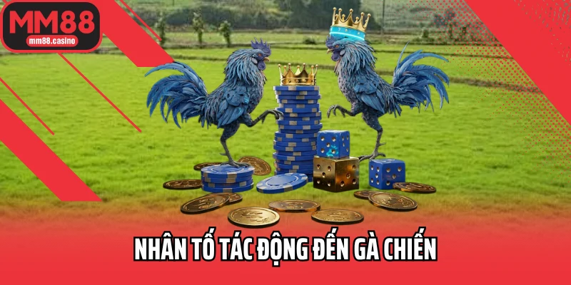 Nhân tố tác động đến gà chiến Nhân tố tác động đến gà chiến