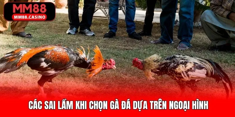 Lỗi sai quen thuộc khi chọn chiến kê qua ngoại hình Lỗi sai quen thuộc khi chọn chiến kê qua ngoại hình