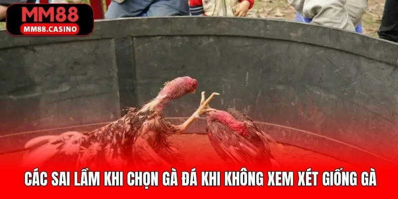 Các lỗi sai khi chọn gà đá mà không tìm hiểu về giống Các lỗi sai khi chọn gà đá mà không tìm hiểu về giống